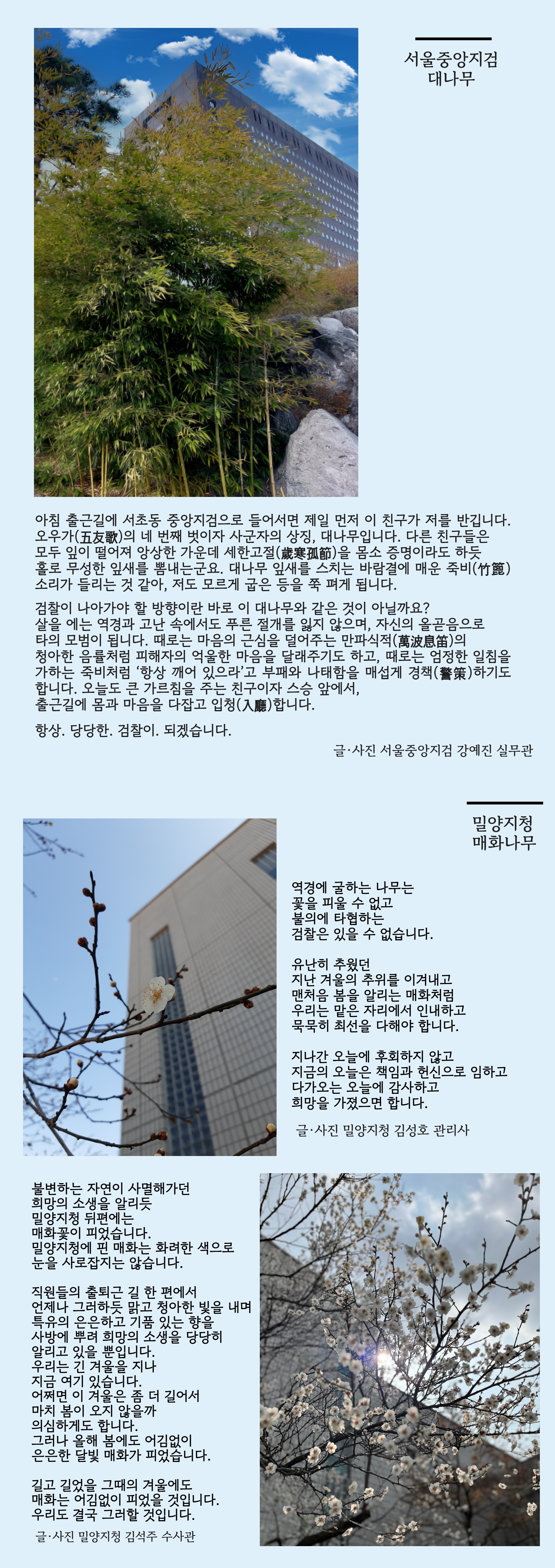 [검찰의 꽃과 나무] 3월호, 서울중앙지검&밀양지청 2번째